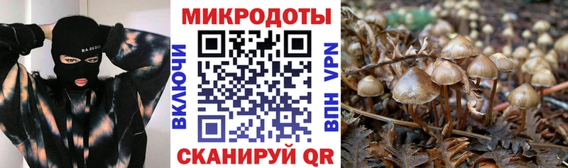 Галлюциногенные грибы Psilocybe Керчь